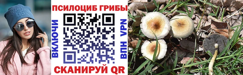 закладки  Пущино  Псилоцибиновые грибы MAGIC MUSHROOMS 